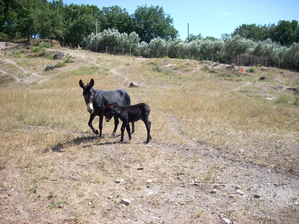 הוילה בטיפאליה Masseria Sparano מראה חיצוני תמונה